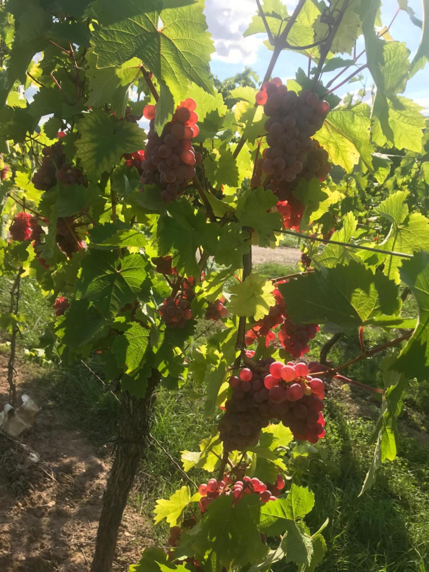 Gastehaus Und Weingut Bernd Frieden Ξενοδοχείο Nittel Εξωτερικό φωτογραφία