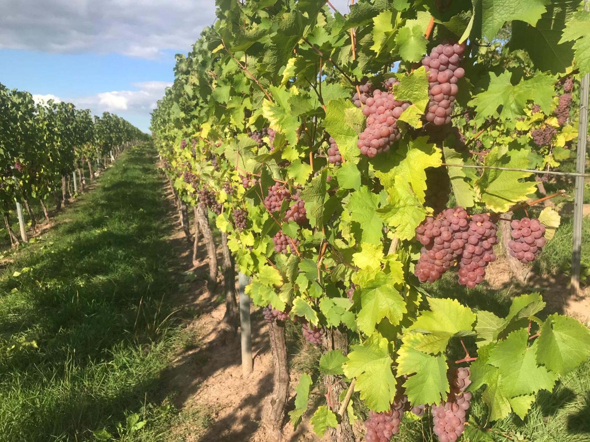 Gastehaus Und Weingut Bernd Frieden Ξενοδοχείο Nittel Εξωτερικό φωτογραφία